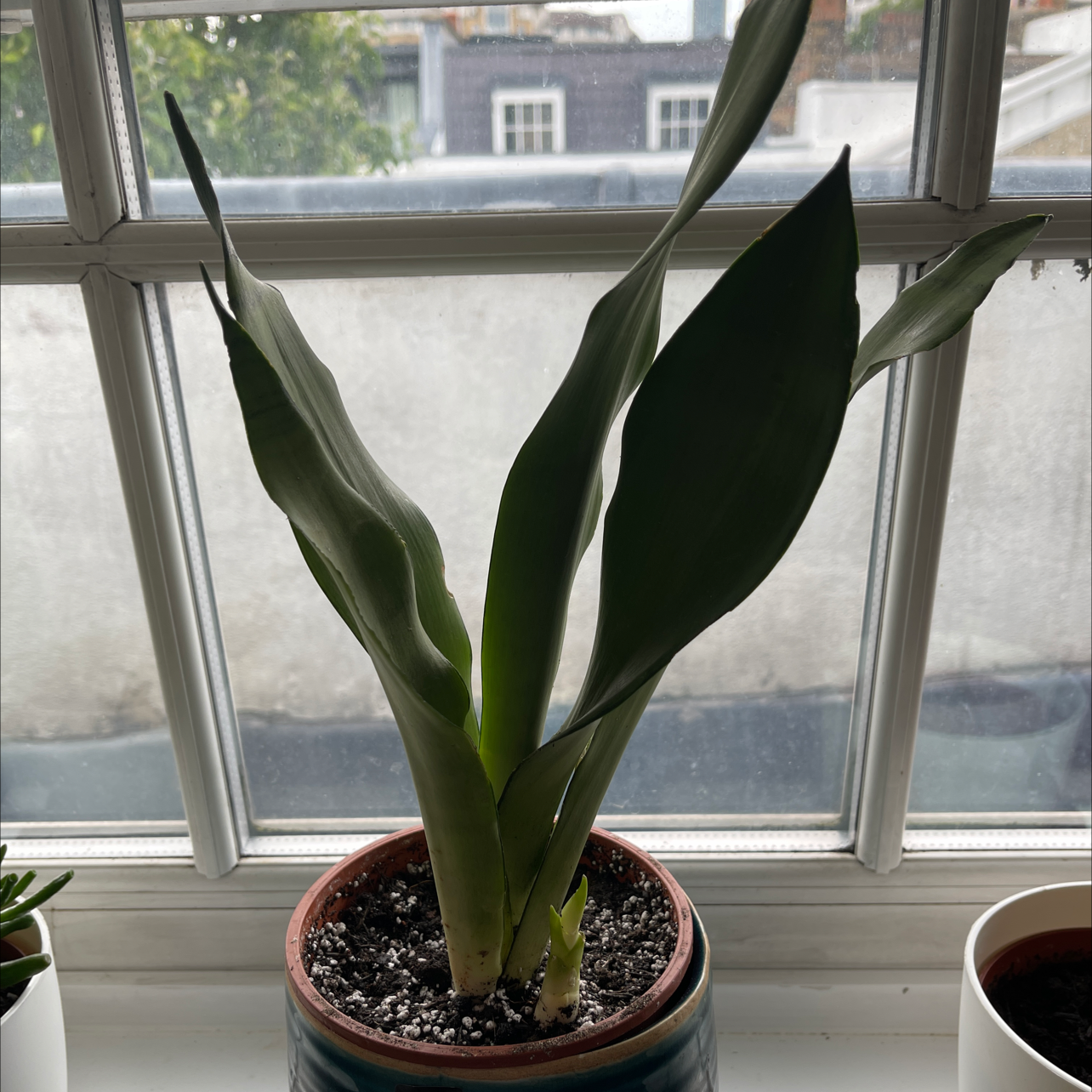 Photo of the plant species Silver Snake Plant by @melly named Kendall on Greg, the plant care app