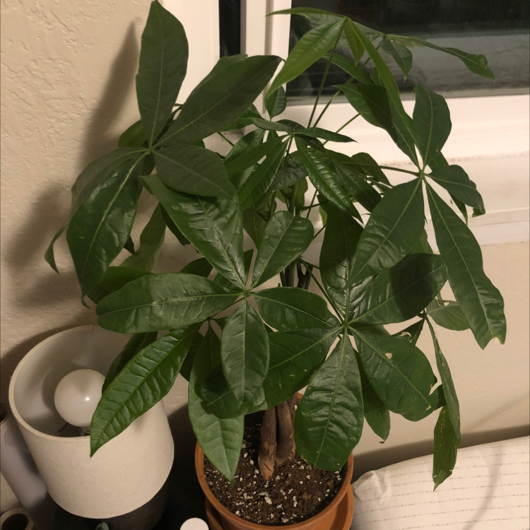 Money Tree plant photo by @Conwaters named Money mahogany on Greg, the plant care app.