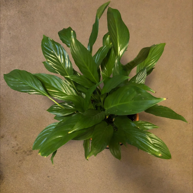 Peace Lily plant photo by @Conwaters named Lady Lily on Greg, the plant care app.
