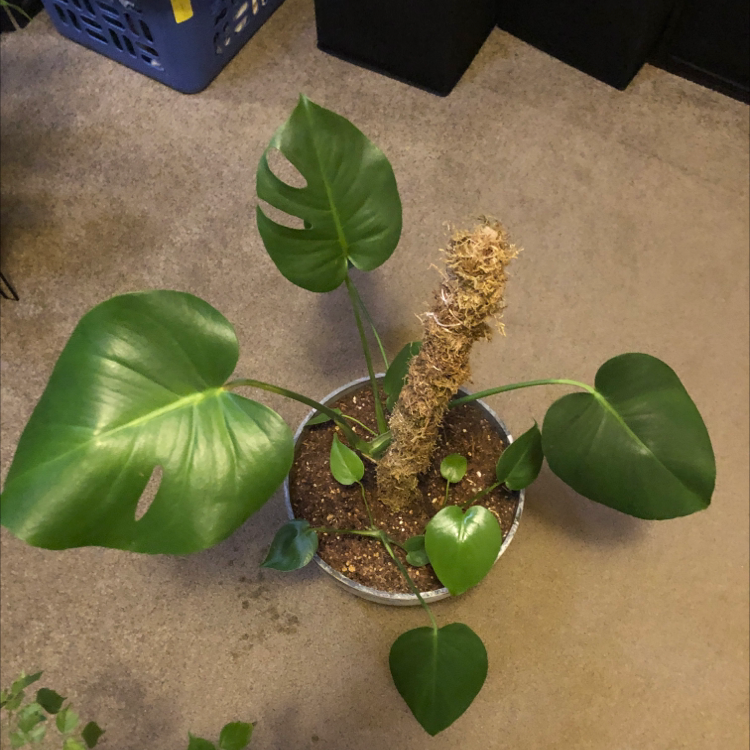 Monstera plant photo by @Conwaters named My pride and joy on Greg, the plant care app.