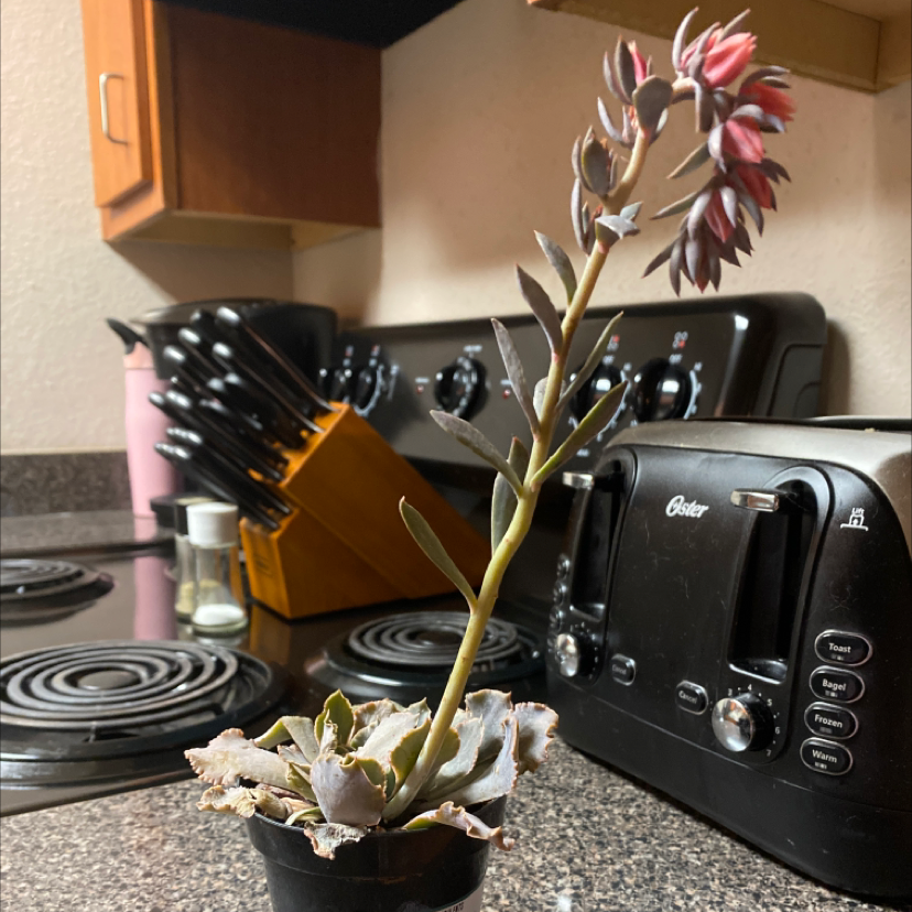 Echeveria Gibbiflora plant photo by Angelica named Lola on Greg, the plant care app.