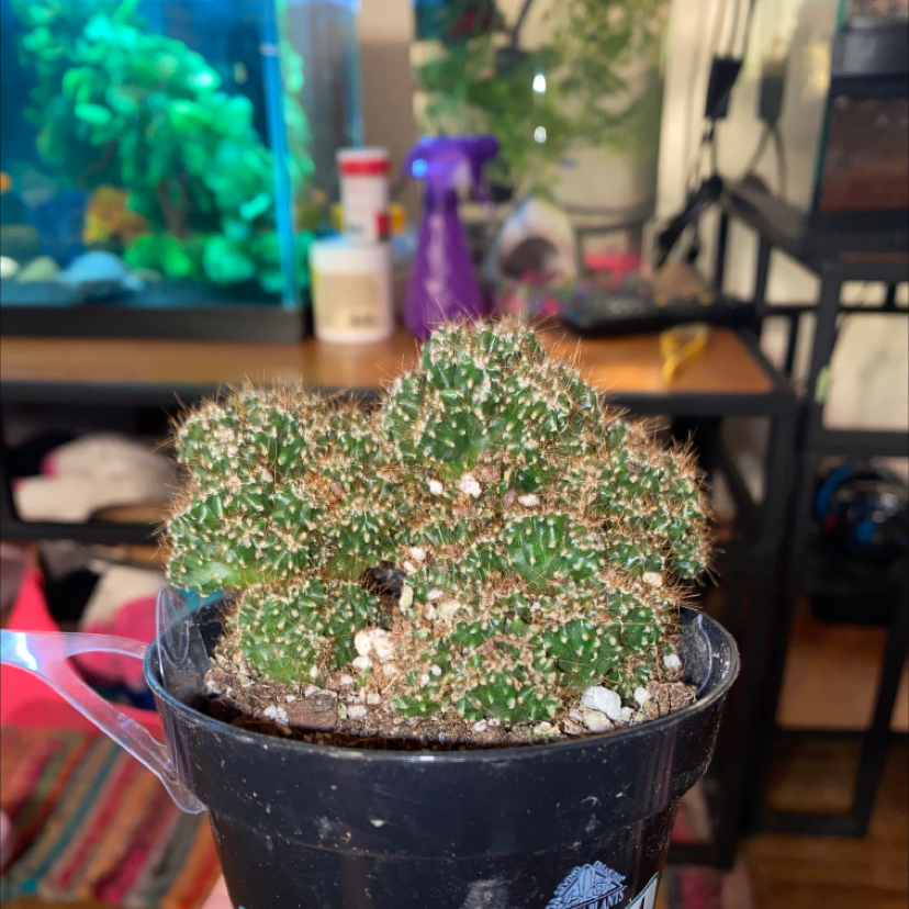 Peruvian Apple Cactus Monstrose in a black pot with an aquarium in the background.