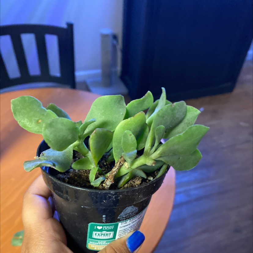 Lucky Plant plant photo by Angelica named Queen on Greg, the plant care app.