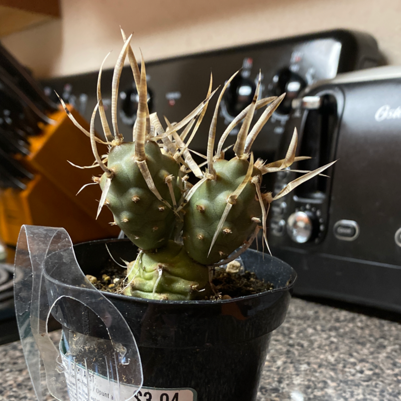 Paper Spine Cactus in a black pot on a kitchen counter with appliances in the background.