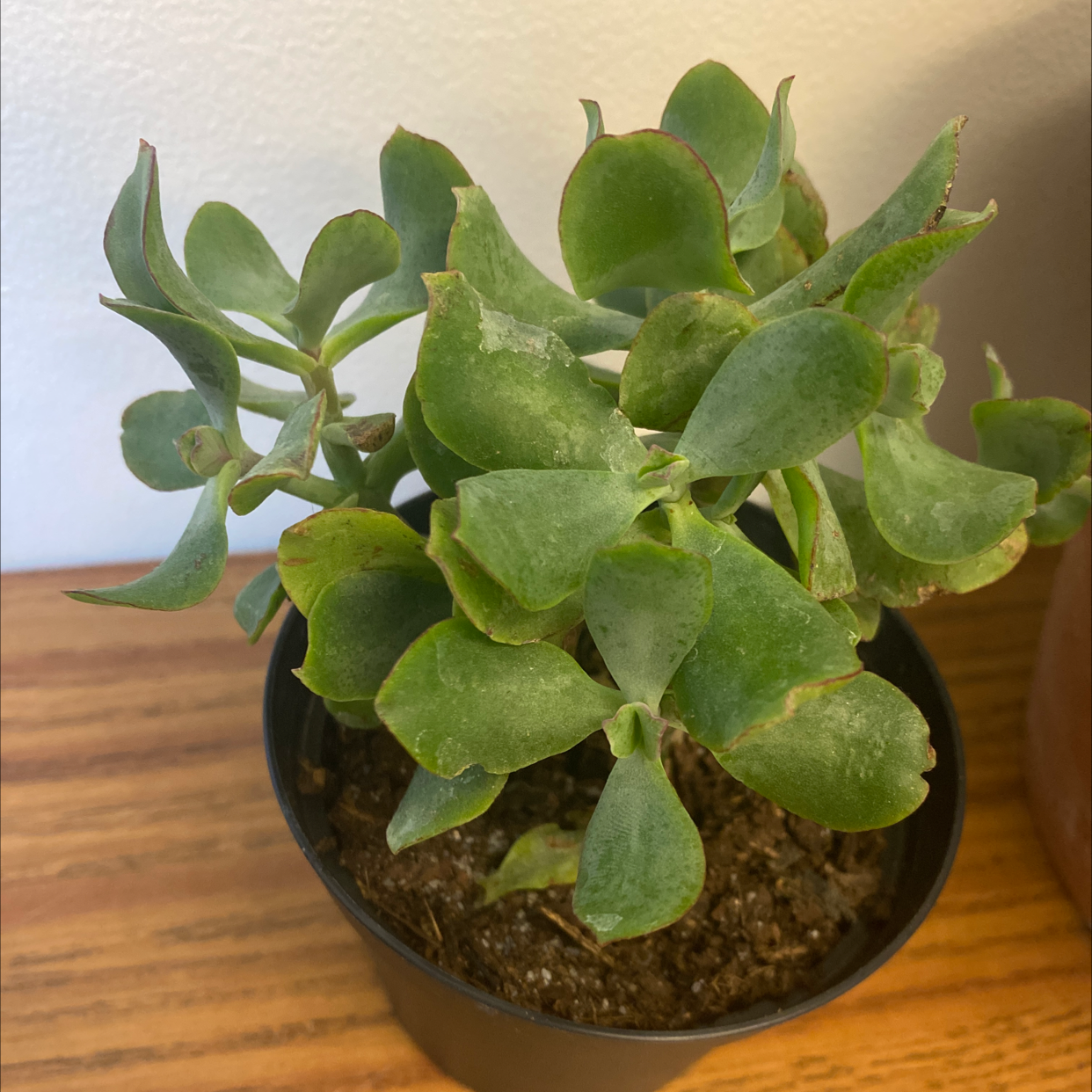 Potted Silver Dollar Plant with green, rounded leaves in good health.