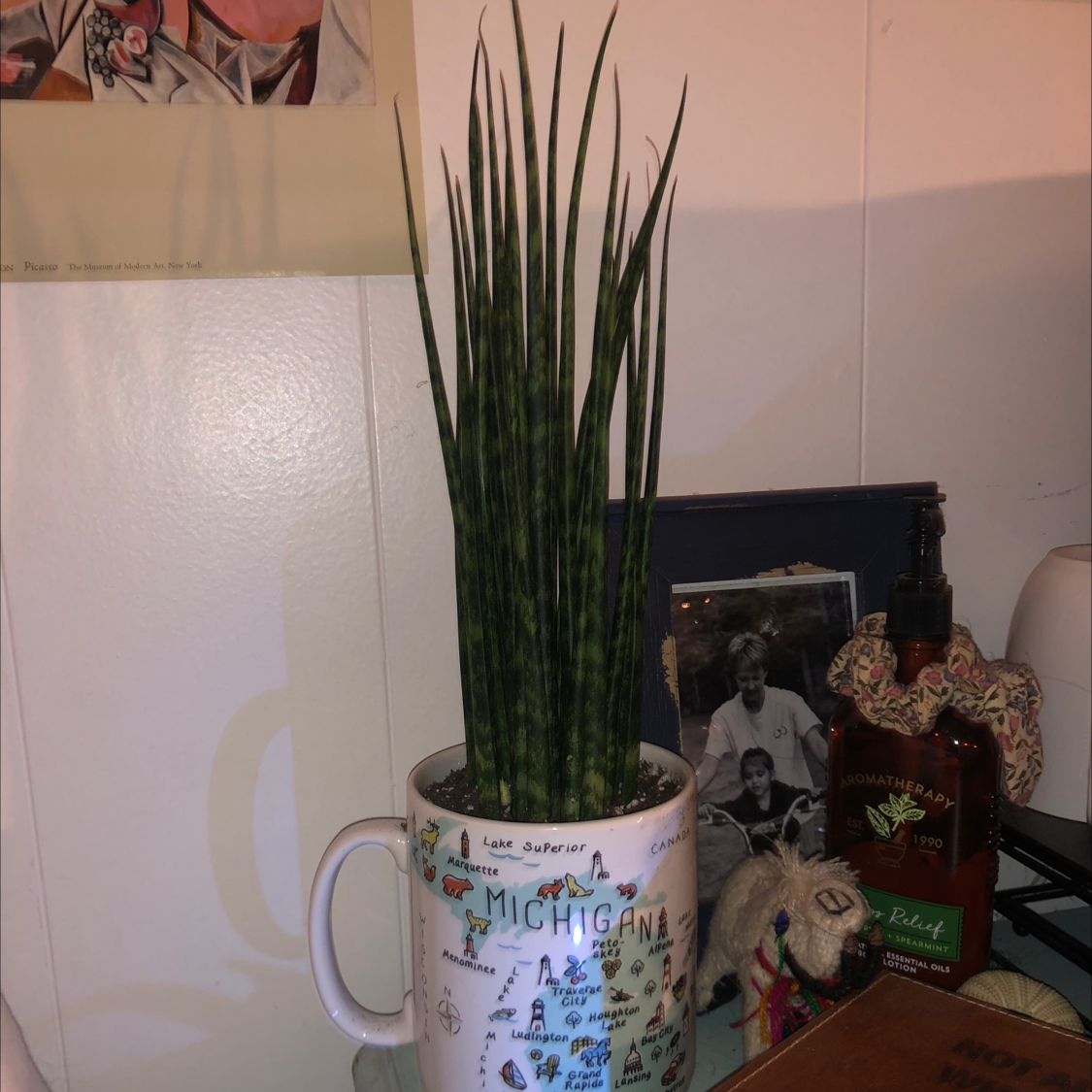 Cylindrical Snake Plant in a decorative mug, appears healthy with upright green leaves.