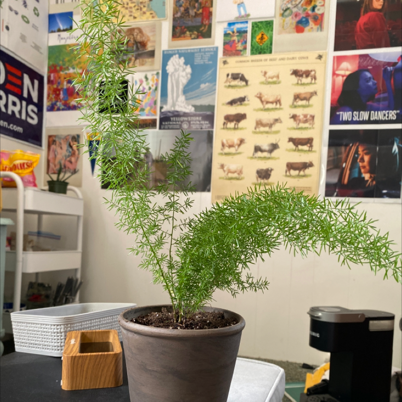 Healthy plume asparagus houseplant with lush green foliage, potted indoors in a bedroom or office.