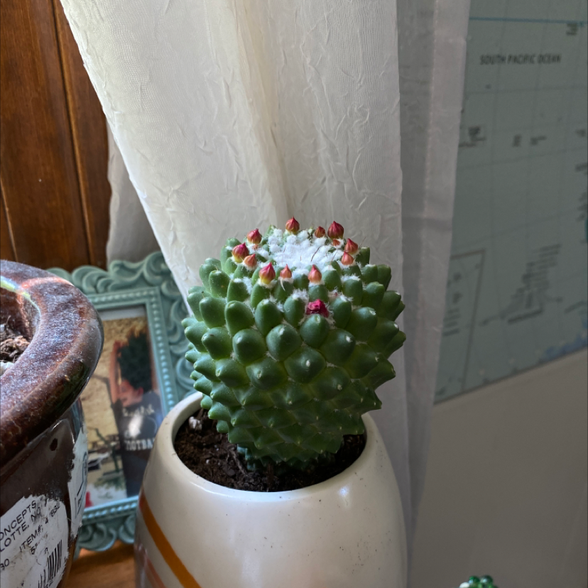 Mexican Pincushion cactus in a white pot, healthy and well-framed.