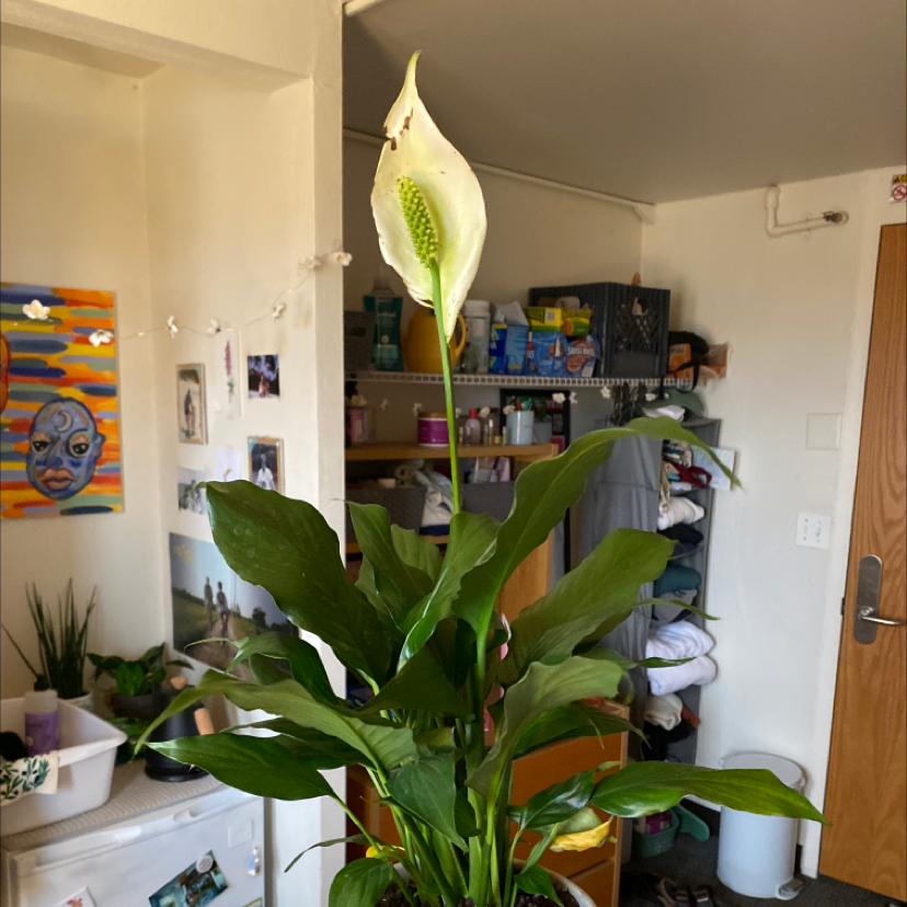 A healthy, thriving peace lily houseplant with lush green foliage and a tall white flower, photographed in a home interior.