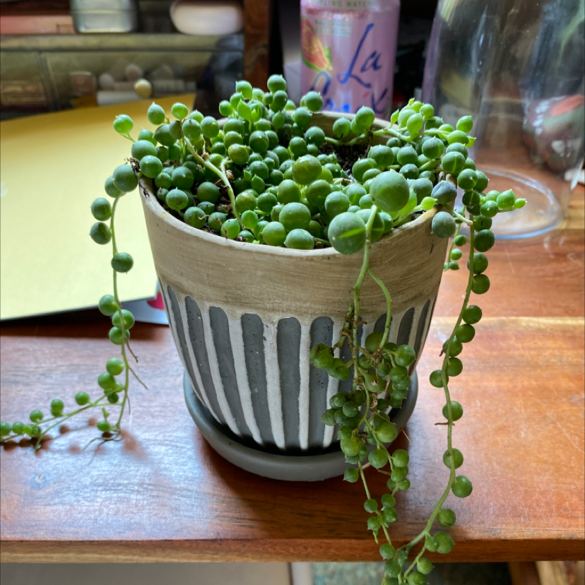 String of Pearls plant in a pot with some yellowing and browning leaves.