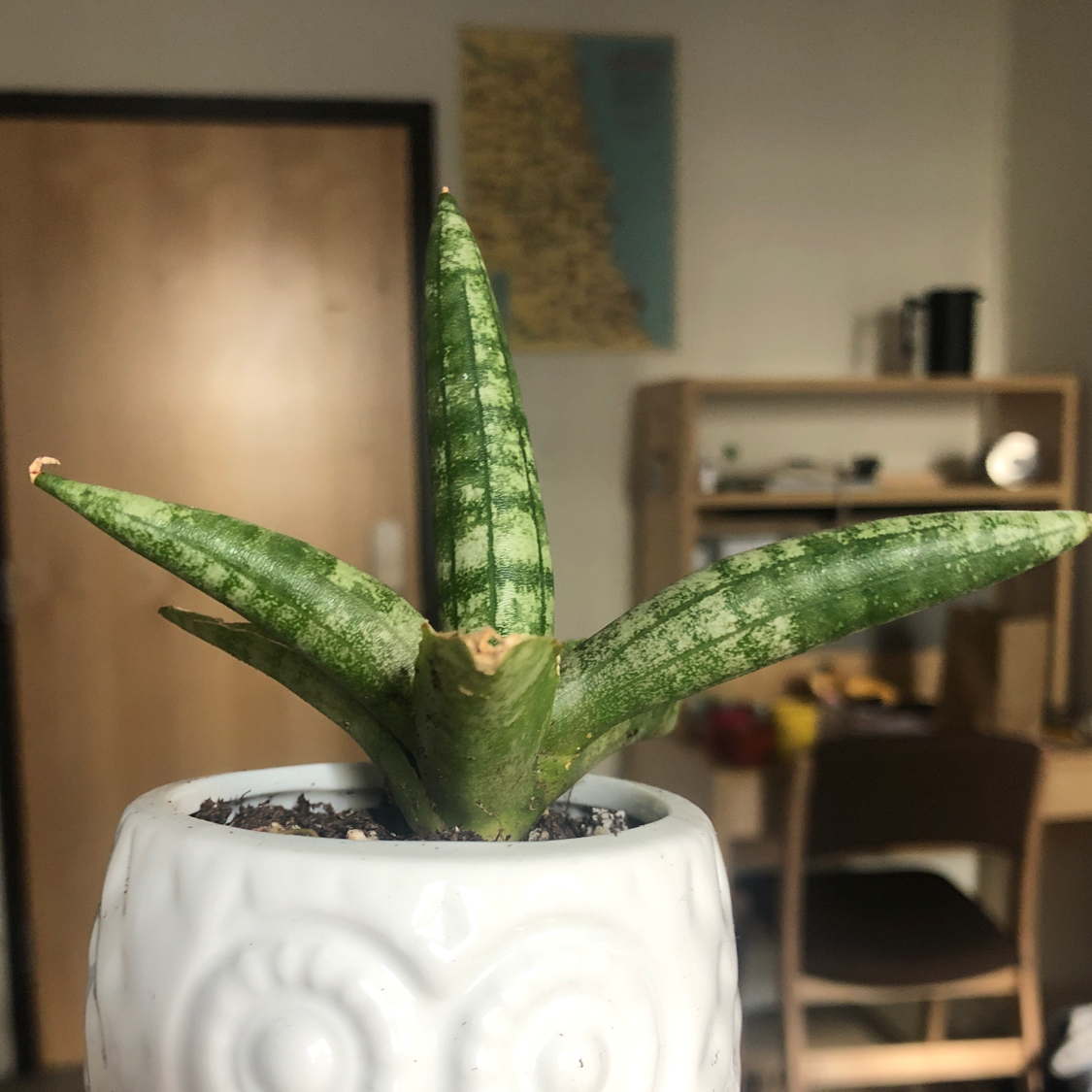 Cylindrical Snake Plant in a white pot with a background of furniture and a map.