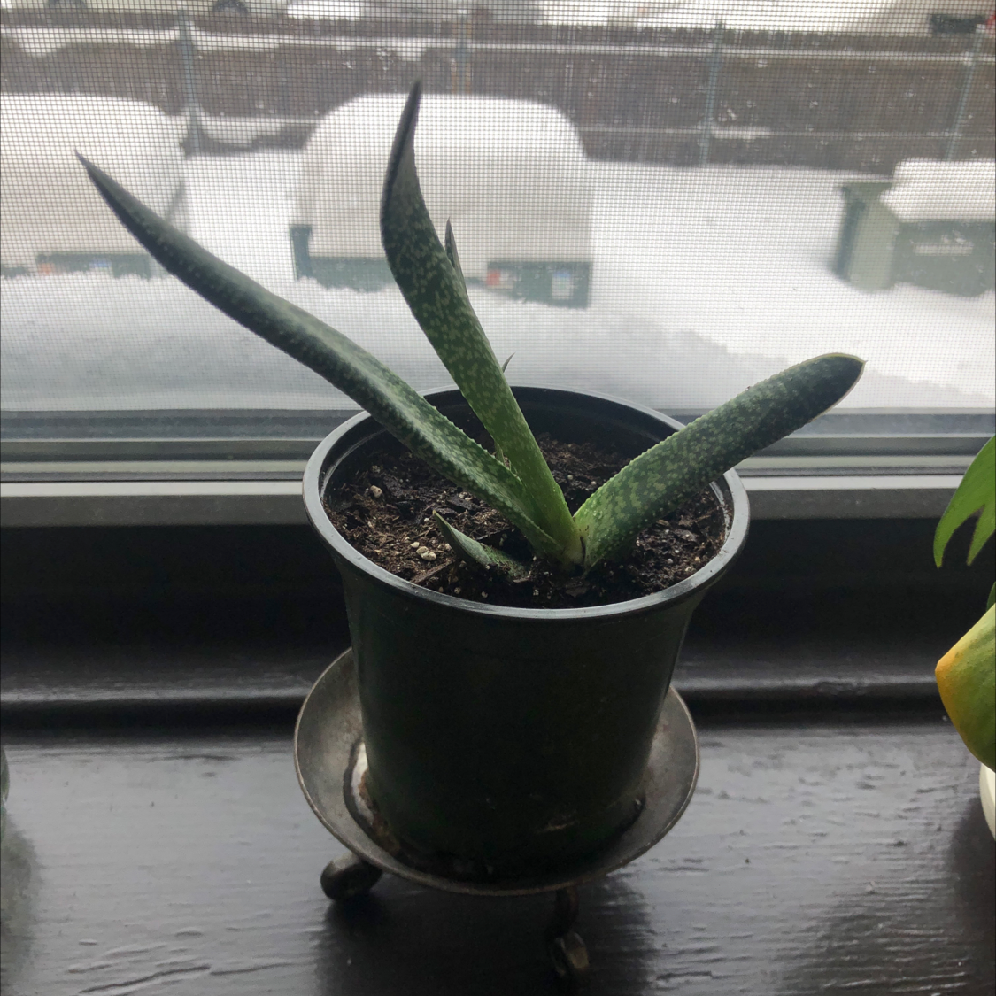 A healthy ox tongue plant with vibrant green ruffled leaves growing in a small black pot on a window sill.