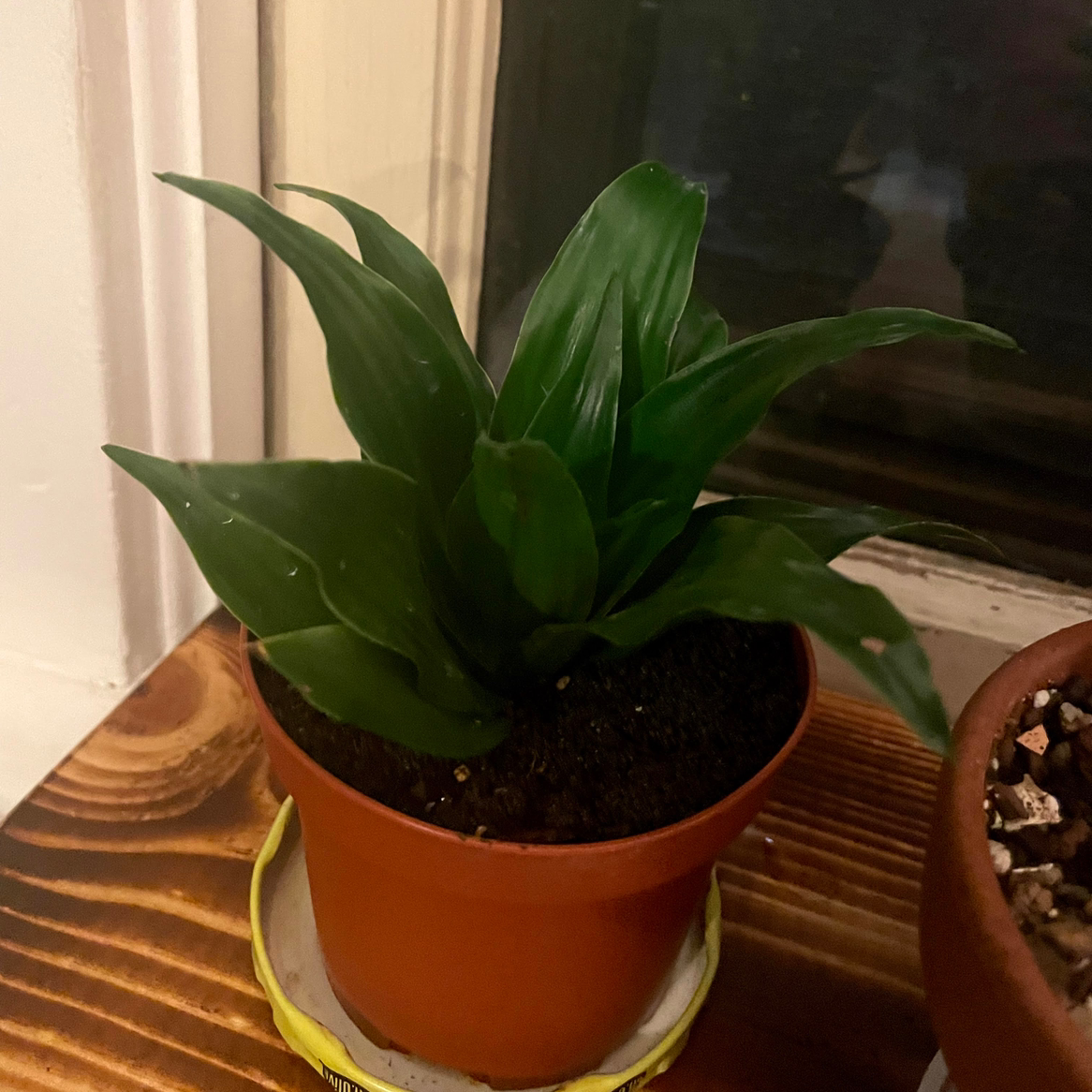 Dracaena 'Janet Craig Compacta' plant photo by @Sassypinata named Beaded plant on Greg, the plant care app.
