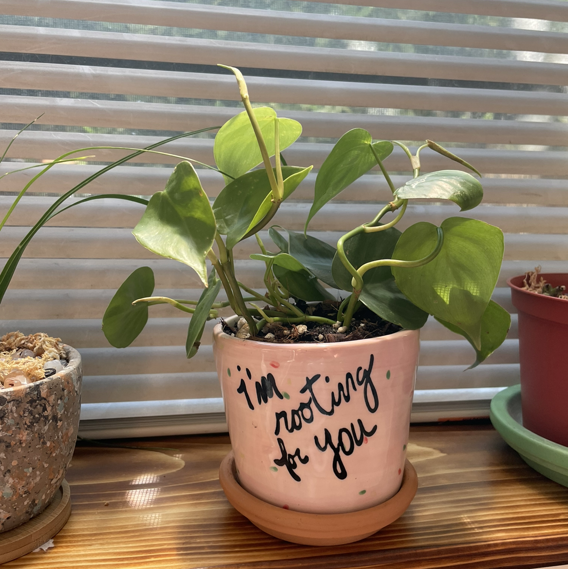 Philodendron Scandens plant photo by @Sassypinata named Rooting for you! on Greg, the plant care app.