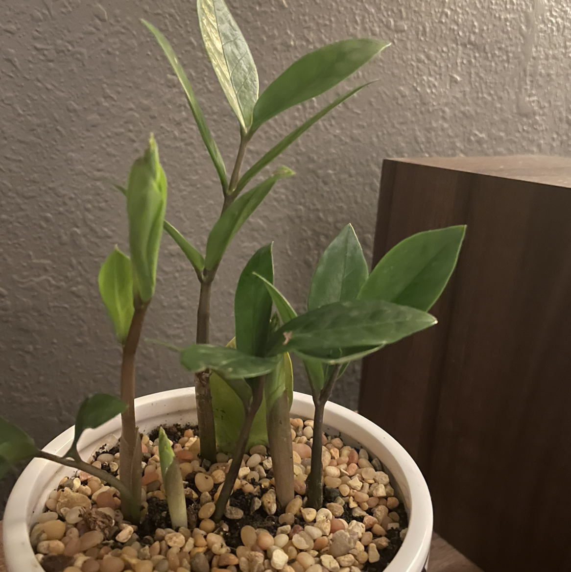 Zamioculcas Zamiifolia plant photo by @Sassypinata named Lefty Zz on Greg, the plant care app.