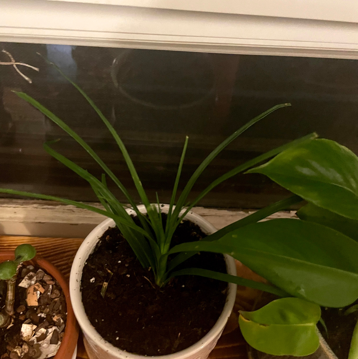 Ponytail Palm plant photo by @Sassypinata named Ponytail palm on Greg, the plant care app.