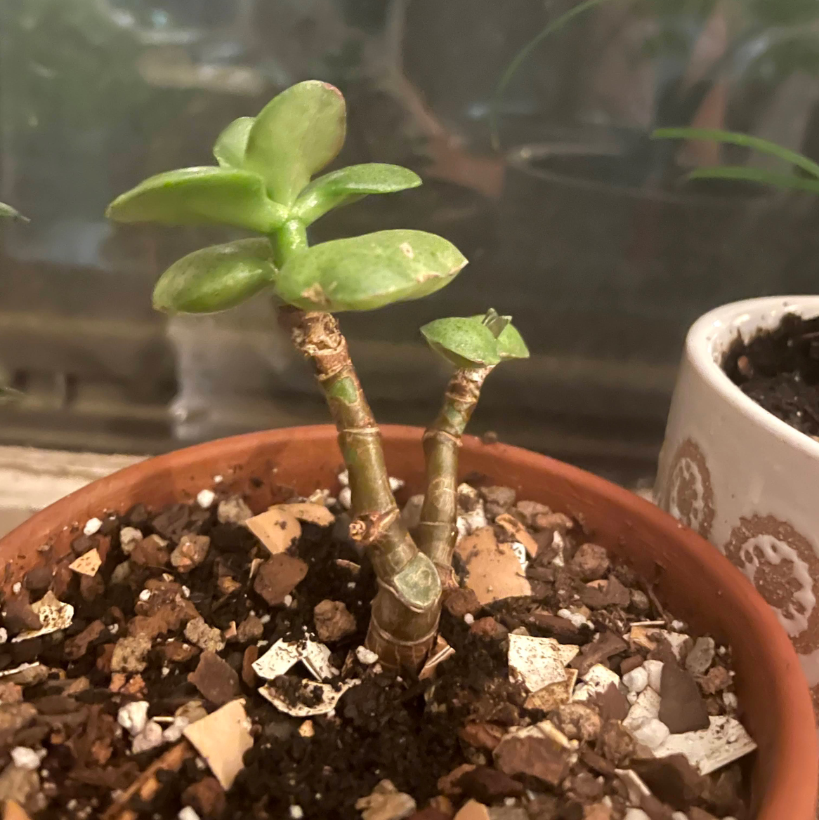 Lucky Plant plant photo by @Sassypinata named Jade on Greg, the plant care app.