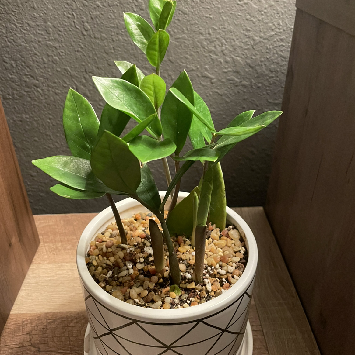 Zamioculcas Zamiifolia plant photo by @Sassypinata named Righty on Greg, the plant care app.