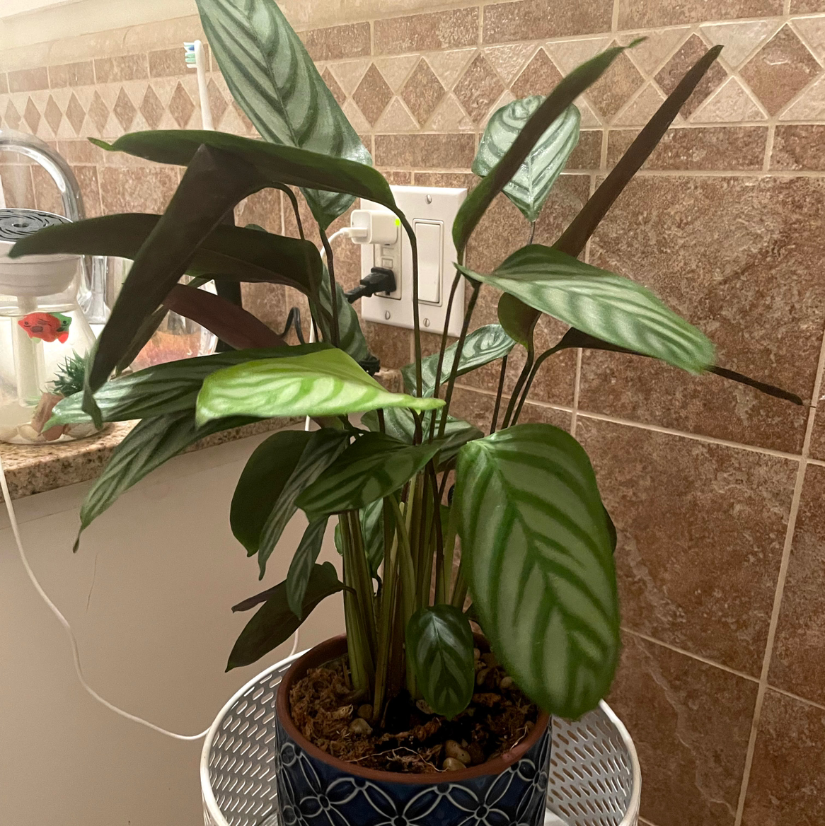 Never Never Ctenanthe plant photo by @Sassypinata named Ctenanthe Setosa on Greg, the plant care app.