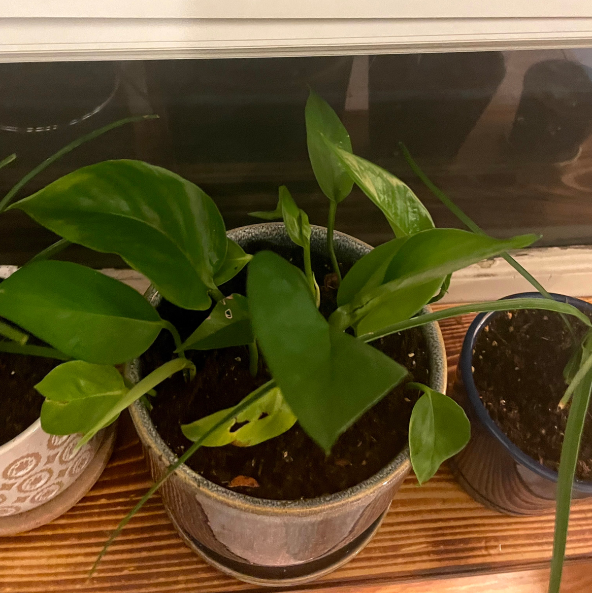 Taro Vine plant photo by @Sassypinata named Blue planter on Greg, the plant care app.