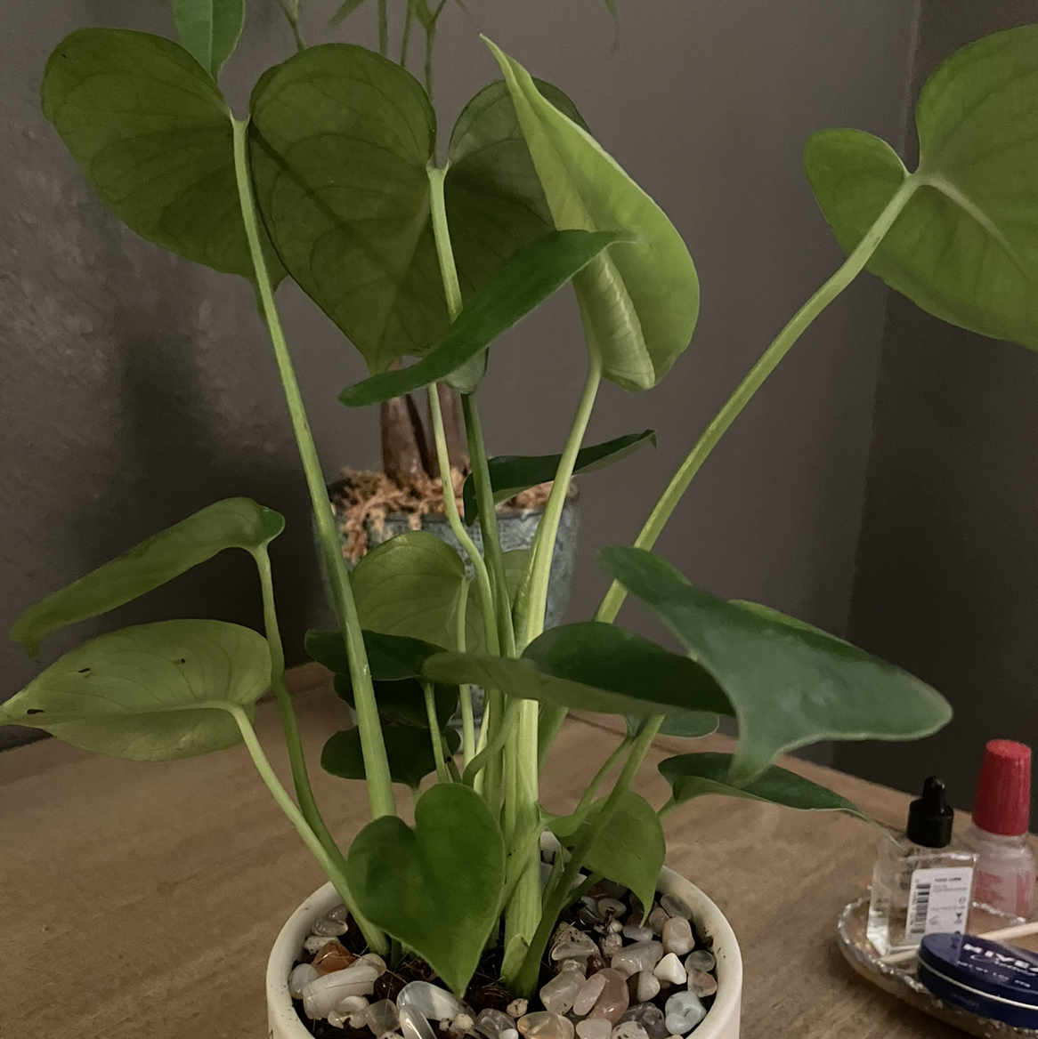 Monstera plant photo by @Sassypinata named Plant lady on Greg, the plant care app.