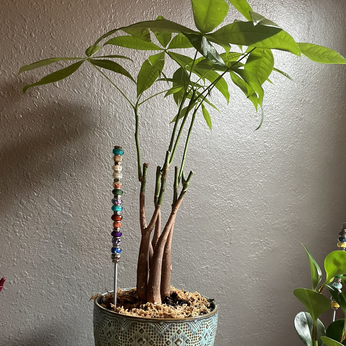 Money Tree plant photo by @Sassypinata named Money tree on Greg, the plant care app.