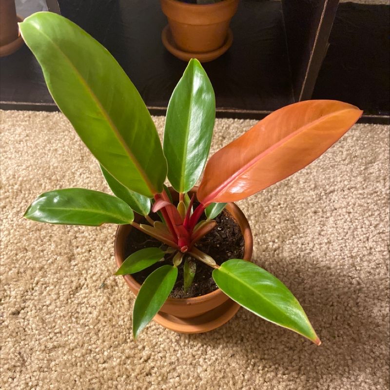 Healthy Blushing Philodendron plant with vibrant green and pink leaves, slight yellowing on one leaf, in terracotta pot.