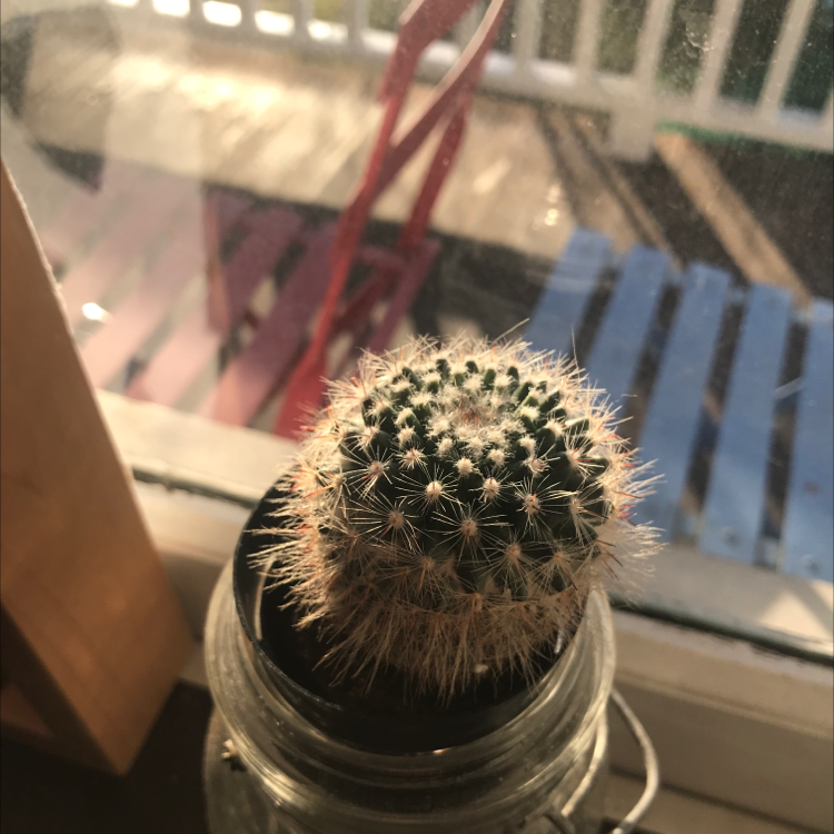 Close-up view of a healthy Pediocactus simpsonii cactus in a glass jar, with dense tan spines and a round shape.