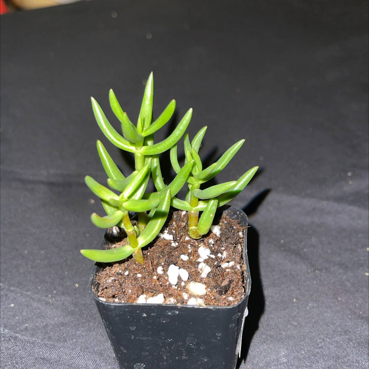 Photo of the plant species Three O'Clock by Bleu named Big bean on Greg, the plant care app