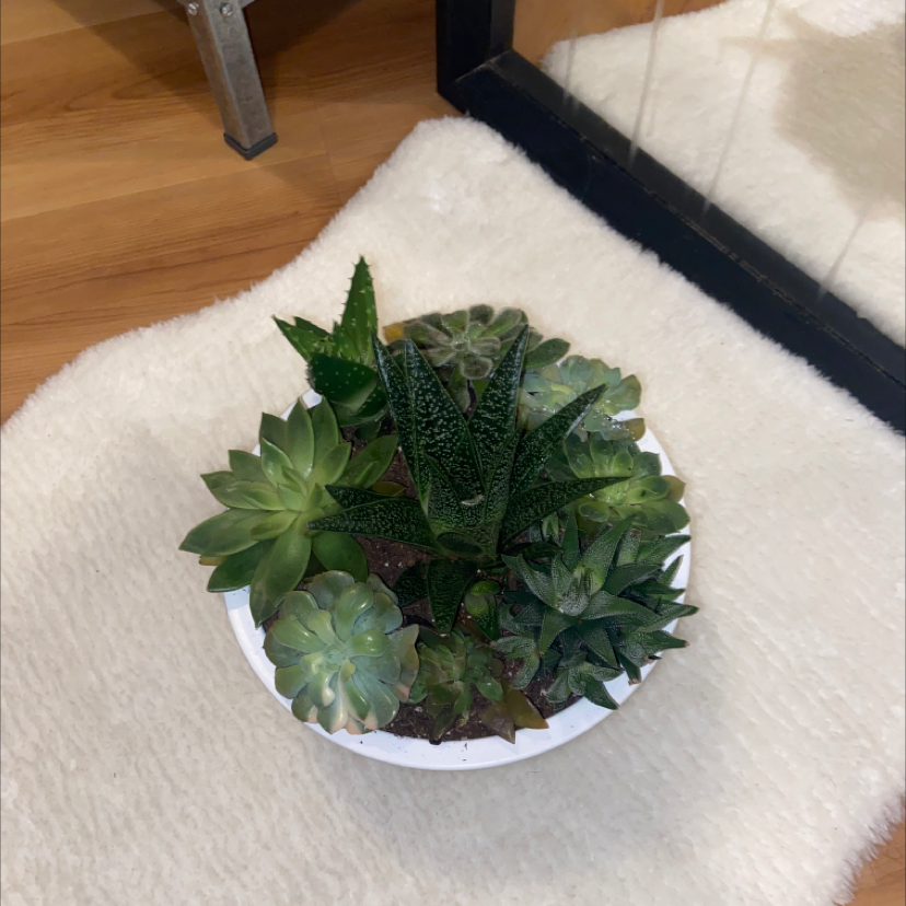 Photo of the plant species Echeveria 'Orion' by @paytonlauren15 named varen on Greg, the plant care app