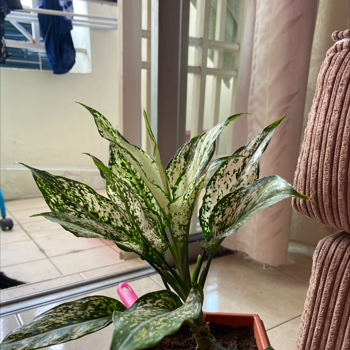 Photo of the plant species Aglaonema 'Spring Snow' by @qinrou named Jenny on Greg, the plant care app