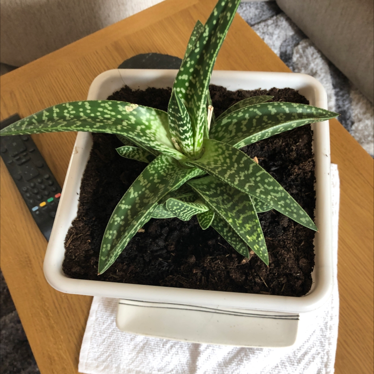 Tiger Aloe plant photo by Michele named Your plant on Greg, the plant care app.