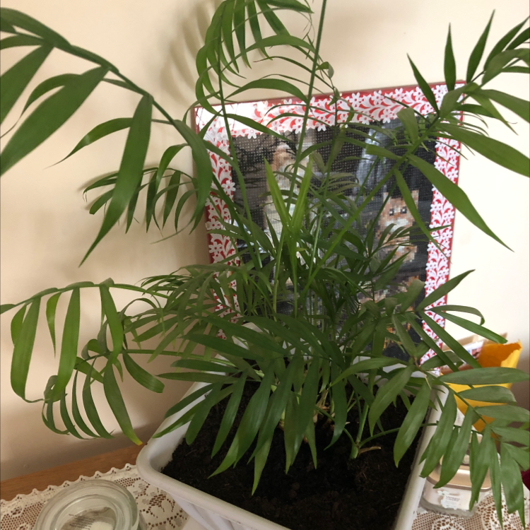 Parlour Palm plant photo by Michele named Your plant on Greg, the plant care app.