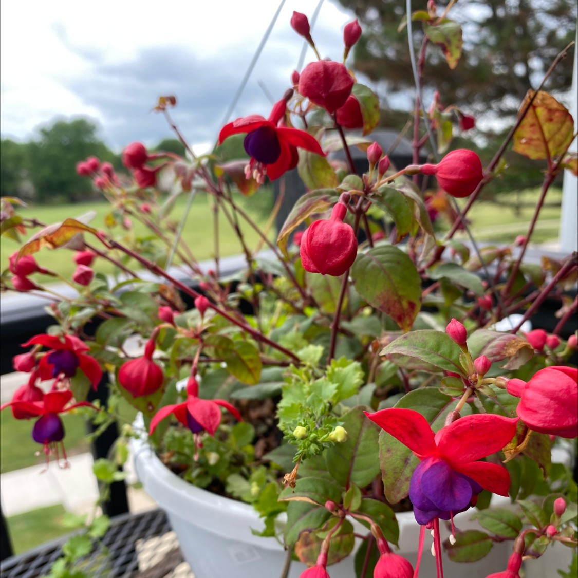 Hummingbird Fuchsia plant in a white pot with vibrant red and purple flowers.
