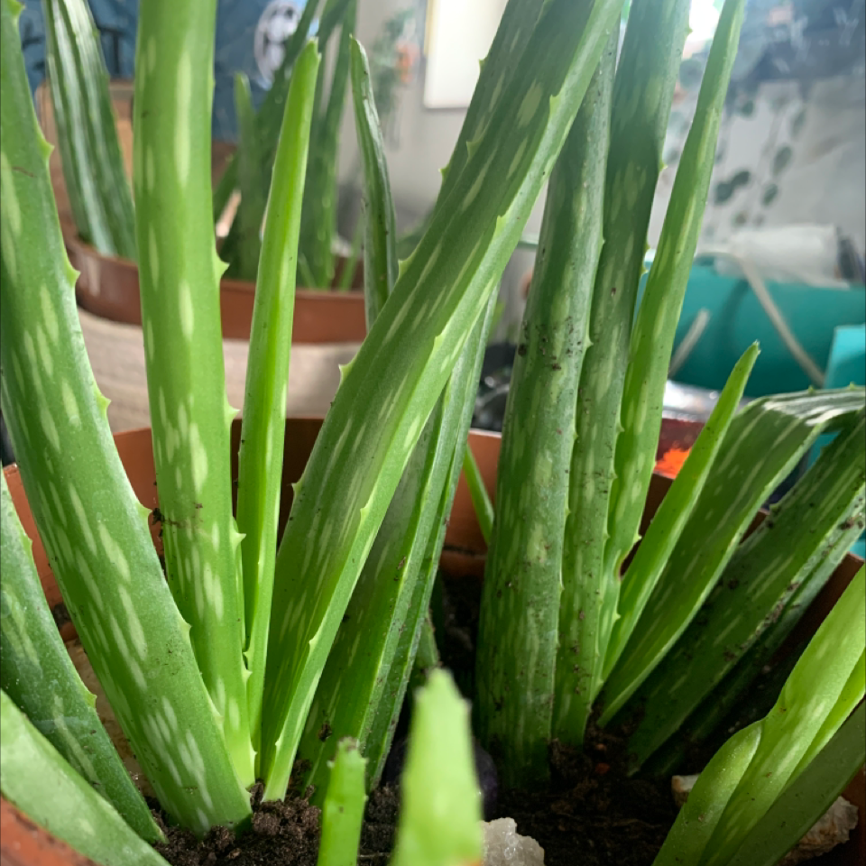 Aloe vera plant photo by Alicia named Athena on Greg, the plant care app.