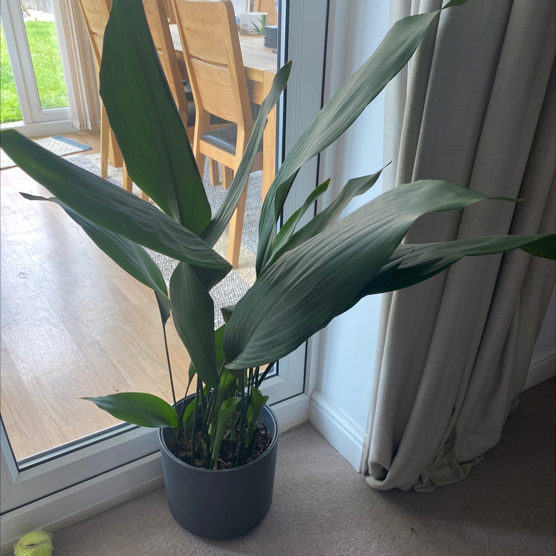 Cast Iron Plant plant photo by @RebeccaP6 named Howard on Greg, the plant care app.