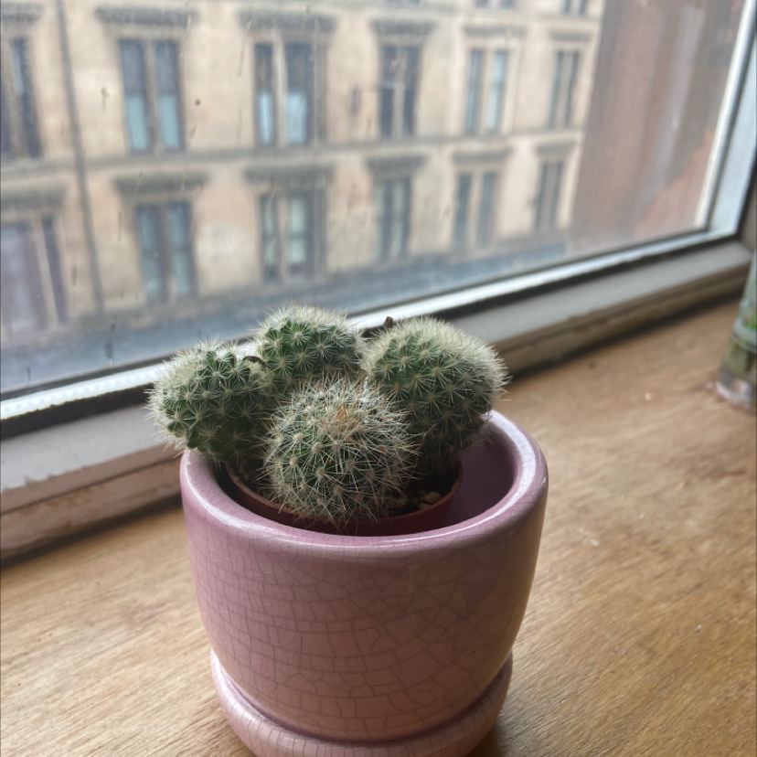 Photo of the plant species Mammillaria densispina by @Sashahoggard named Sproutacus on Greg, the plant care app