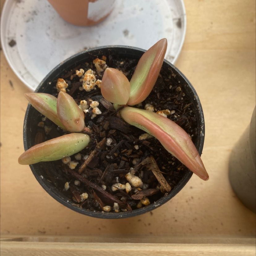 Potted Sedum adolphi 'Golden Glow' with reddish-tinted leaves and visible soil.