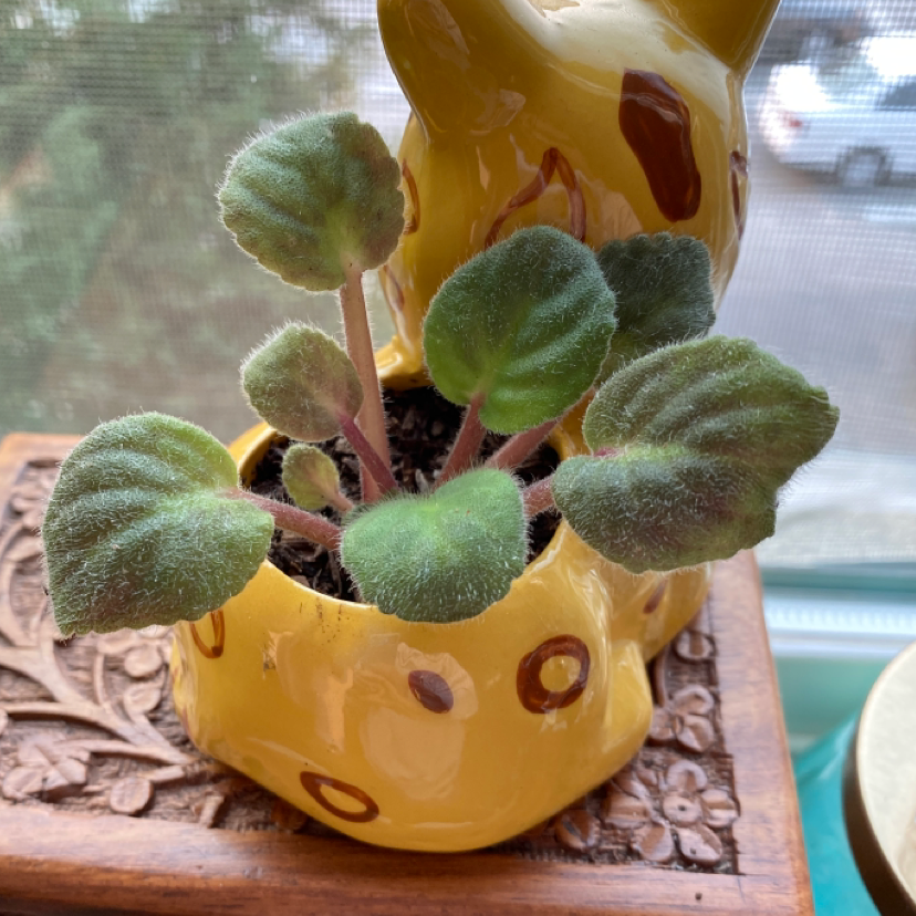 Kenyan Violet plant in a decorative yellow pot with healthy, fuzzy leaves.