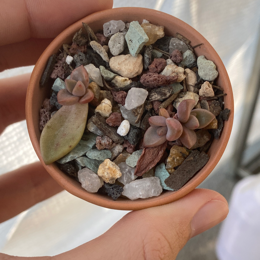 Small potted Graptosedum 'Bronze' succulent in rocky soil, held by hands.