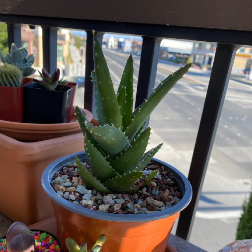 Short-Leaved Aloe plant in a pot with well-draining soil, outdoor setting.
