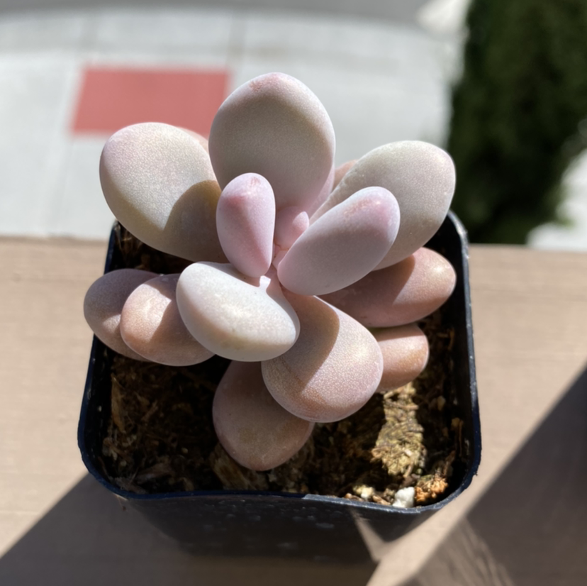 Lavender Pebbles succulent in a small pot, healthy with no visible discoloration.
