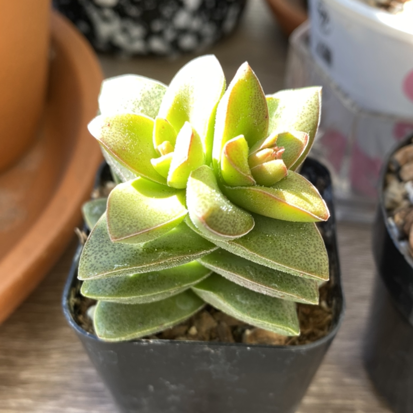 Healthy Crassula rogersii succulent with thick, fleshy leaves in a rosette pattern.