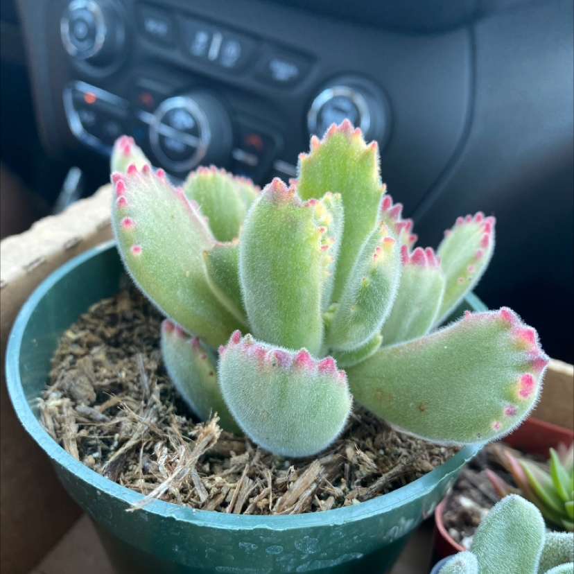 Bear's Paw plant (Cotyledon tomentosa) in a green pot, healthy with no visible signs of disease.