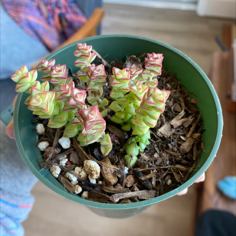 Photo of the plant species Tom Thumb by @meggo named gene on Greg, the plant care app