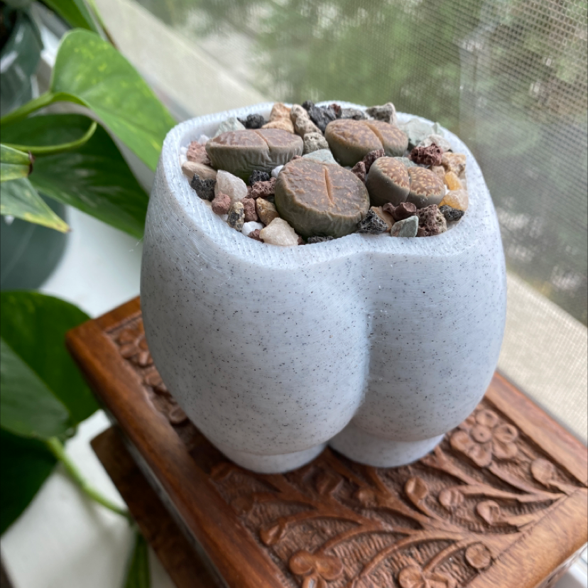 Photo of the plant species Living Stones by @meggo named assassins on Greg, the plant care app