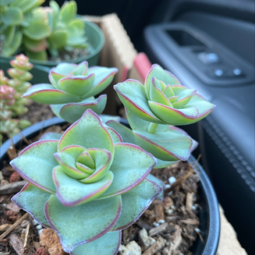 Crassula 'Moonglow' plant with healthy, fleshy leaves in a pot. Soil is visible.