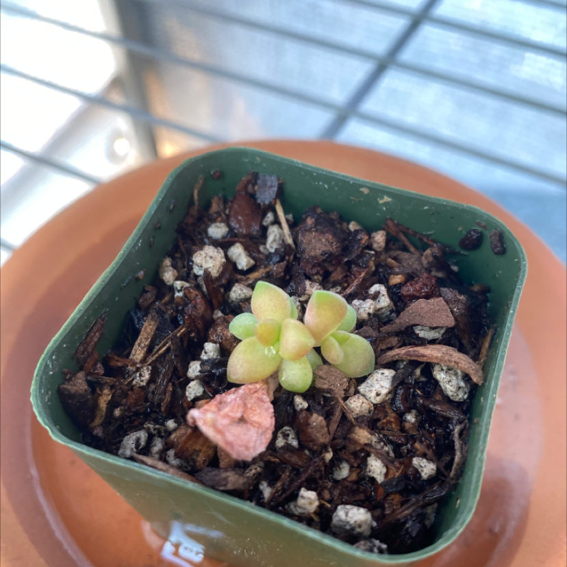 Small Palmer's Sedum plant in a green pot with visible soil.