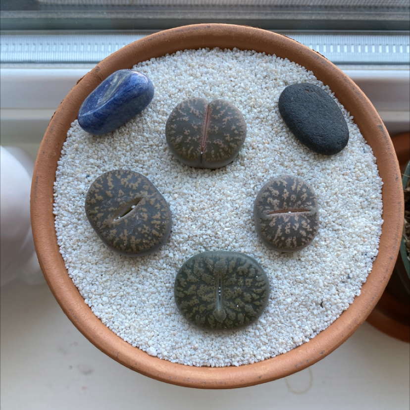 Photo of the plant species Living Stones by @meggo named zen butts on Greg, the plant care app