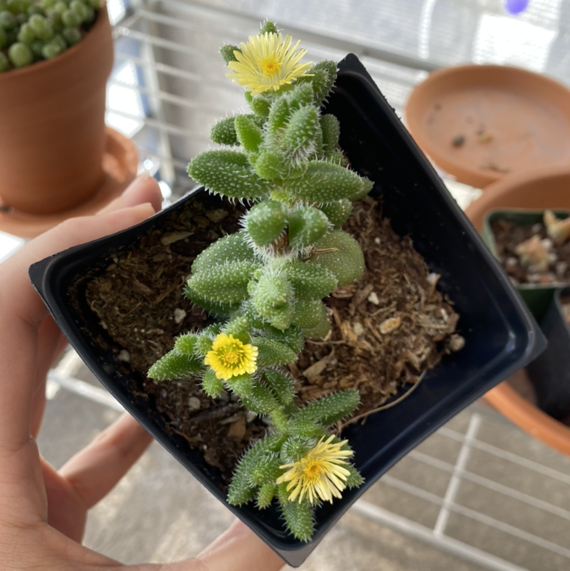 Pickle Plant in a black pot with green spiky leaves and small yellow flowers.
